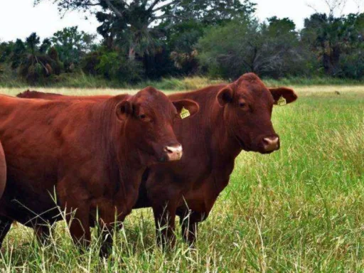 Quieren Rescatar Exportación de Ganado a EE. UU. con Nueva Estación Cuarentenaria
