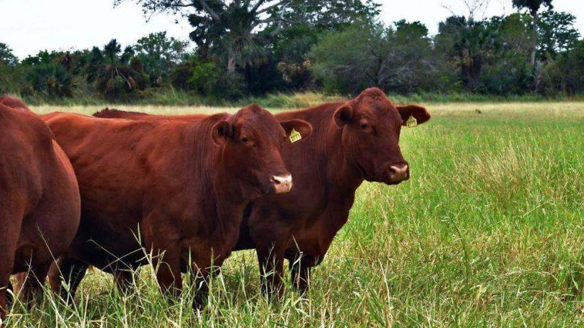 Quieren Rescatar Exportación de Ganado a EE. UU. con Nueva Estación Cuarentenaria