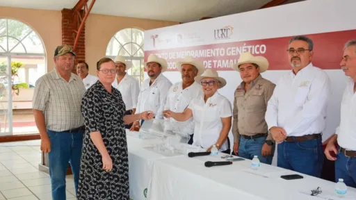 Llevan Programa de Mejoramiento Genético al municipio de Aldama 6 de Mayo 2025 Aldama, Tamaulipas. – En el marco de los festejos por el 235 aniversario de la fundación del municipio de Aldama, Tamaulipas, se llevó a cabo con gran éxito el Evento de Mejoramiento Genético 2025, una iniciativa que forma parte del Programa de Apoyo al Desarrollo Productivo y Económico, específicamente en el rubro de mejoramiento genético mediante la adquisición de sementales bovinos, ovinos y caprinos. El evento fue encabezado por el subsecretario de Desarrollo Pecuario y Forestal, Cuauhtémoc Amaya García, quien acudió en representación del secretario de Desarrollo Rural, Pesca y Acuacultura, Antonio Varela Flores. Durante el programa se ofertaron un total de 87 sementales bovinos con registro, provenientes de 10 criadores de prestigio, con el objetivo de fortalecer la calidad genética del hato ganadero regional.