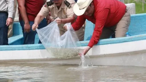 Gobierno de Tamaulipas trabaja en la recuperación de especies en los sistemas lagunarios de la región