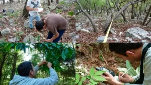 UAT desarrolla proyecto con tecnología geoespacial para conservar bosques de encino en Tamaulipas