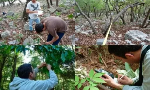 UAT desarrolla proyecto con tecnología geoespacial para conservar bosques de encino en Tamaulipas