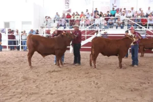 Novillo Gordo