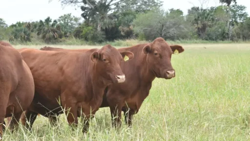 ganado