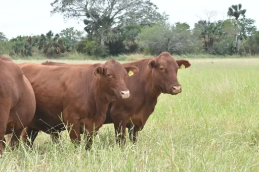 ganado