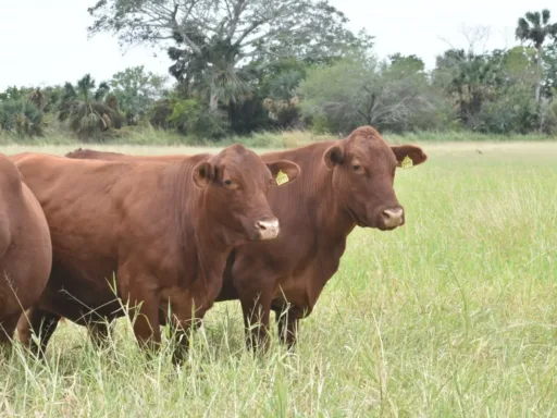 ganado