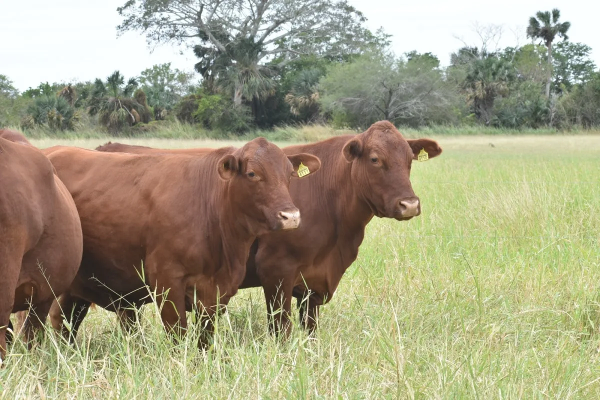 ganado